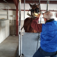 A veterinarian performing a dental procedure on a horse