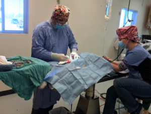 A veterinarian performing surgery on a pet while assisted by another team member